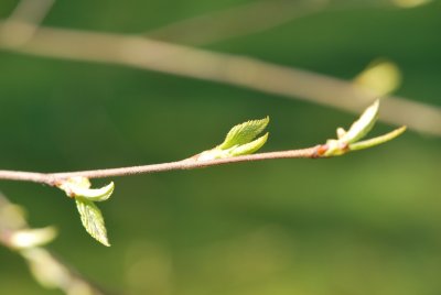 Betula nigra - bříza černá - jarní pučení